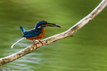 common kingfisher Alcedo atthis with fish perches on curved branch above water