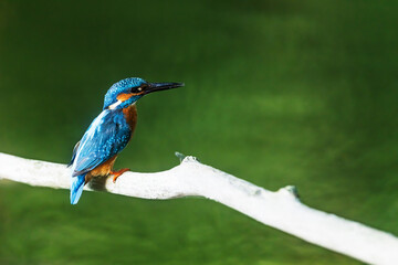 The Alcedo atthis Common Kingfisher Sits Still On White Branch In Sunlight