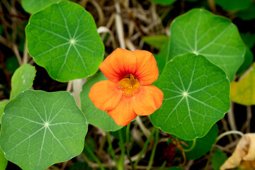 detail of a garden nasturtium flower (Tropaeolum majus) with blurred background - also called nasturtium, Indian cress or monks cress