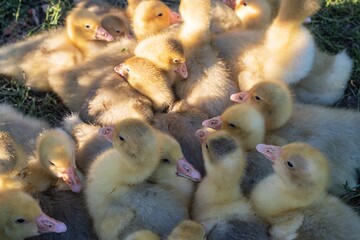Fluffy yellow and grey goslings on the grass, basking in the warm sun. Adorable goslings with soft down in a quiet farm or wild nature setting are perfect for spring and nature themes.