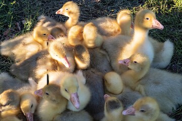 Fluffy yellow and grey goslings on the grass, basking in the warm sun. Adorable goslings with soft down in a quiet farm or wild nature setting are perfect for spring and nature themes.