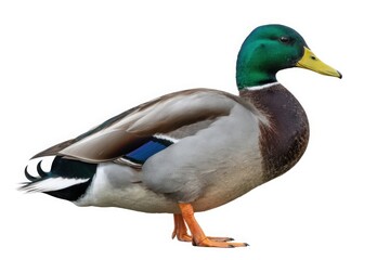 Obraz premium A majestic male mallard duck with its distinctive green head stands proudly isolated on a pure white background