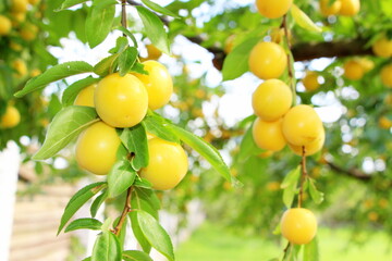 Yellow ripe cherry plum with leaves on the branches grows in the garden in summer.