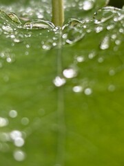Macro shot of water drops on a green leaf with soft bokeh