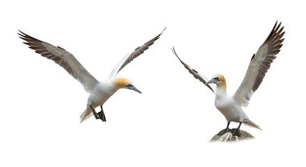 Obraz premium Two gannets isolated on white background.