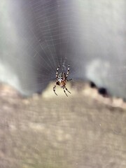 This image is a detailed close-up of a spider on its web, with a blurred gray background, showcasing its intricate web and body patterns.