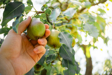 A man grabbing a pear on a tree that is ready to be harvested