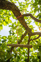 A wooden handle swing is hangin off a tree branch in the sunset