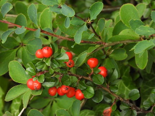 Cotoneaster with Bright Red Berries