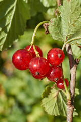 A ripe bunch of currants. The currant is ripe in the garden.