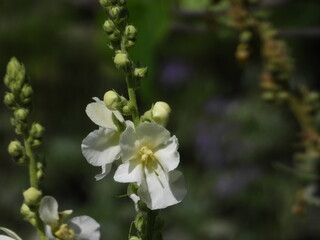 Obraz premium Foxglove Flower or “Bear’s Ear”