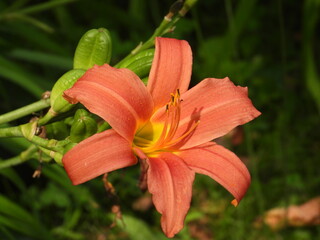 Hemerocallis Daylily with Pink Petals