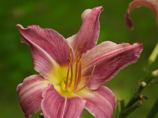 Fototapeta premium Hemerocallis Daylily with Pink Petals
