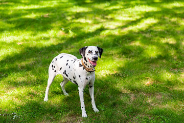 dalmatian dog sitting on grass