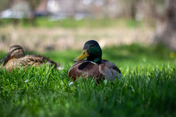 Colorful Mallard Duck Resting in Lush Green Grass Near Peaceful Pond Setting on a Sunny Day