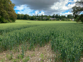 Field of green wheat on a summer morning