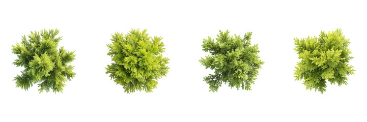 Fototapeta premium Top View Of Green Bushes Set. Nature And Landscaping Design Collection Isolated On Transparent Background