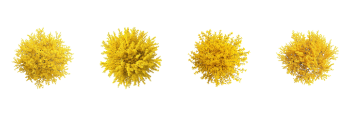 Yellow Flowering Shrubs Set. Botanical And Landscaping Design Collection Isolated On Transparent Background