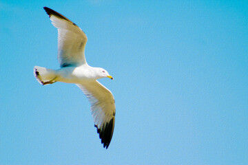 Seagull Flying Soaring in Blue Sky (filtered photo w/ Texture)