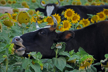 Cows in the field of sunflowers