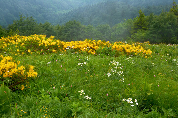 Obraz premium A vibrant yellow rhododendron in full bloom stands out against the lush green slope of a mountain, its golden flowers creating a striking contrast with the surrounding vegetation.