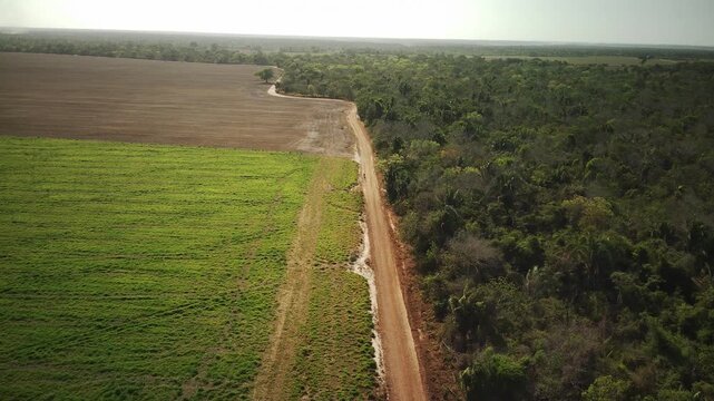 Aerial view of Baba&ccedil;u palm forest in Maranh&atilde;o, Brazil - Drone image of Baba&ccedil;u palm forest, a unique ecosystem between the Cerrado and Amazon in Maranh&atilde;o, Brazil.