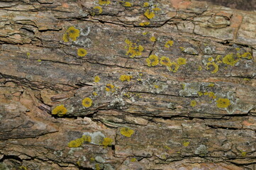 Tree Bark