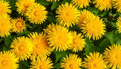Close-up of many bright yellow dandelions