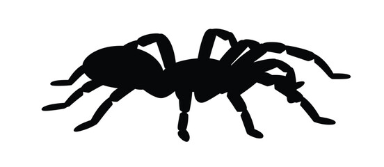 Black silhouette of a tarantula spider on a white background