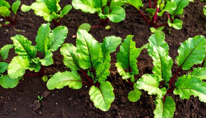 Obraz premium Beetroot seedlings in garden soil