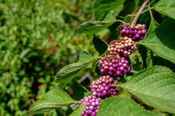 Beautyberry bush