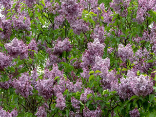 Obraz premium Blooming syringa vulgaris or lilac bush in spring