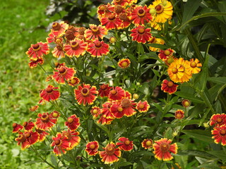Autumn Galenia Flowers in the Garden