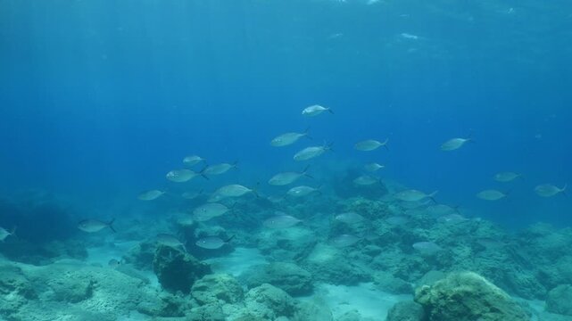 underwater fish scenery from mediterranean  sea breams ocean scenery underwater landscape seabreams  Diplodus sargus
