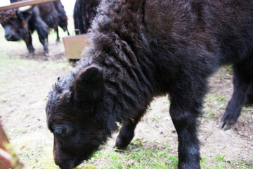 Young black calf grazes in a pasture while other cattle roam nearby on a farm in the countryside