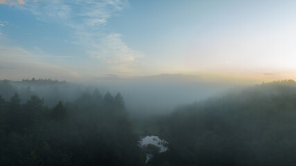 misty morning in the forest