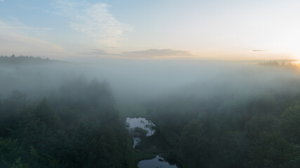 misty morning in the forest