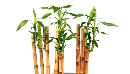 Lucky bamboo plants against white