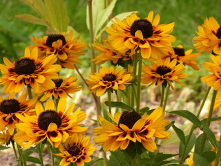 Hairy rudbeckia flowers.