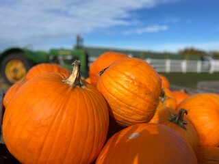 pumpkins on a farm