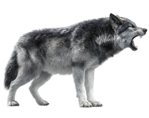 Fierce wolf growling isolated on transparent background