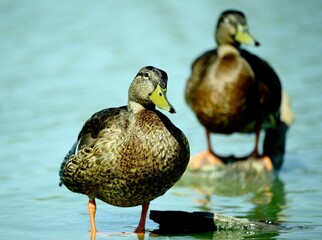 Close-up of a duck near the water