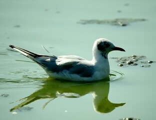 Close up of a seagull
