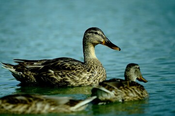 Close-up of a duck near the water