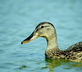 Close-up of a duck near the water