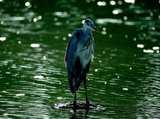 heron in water