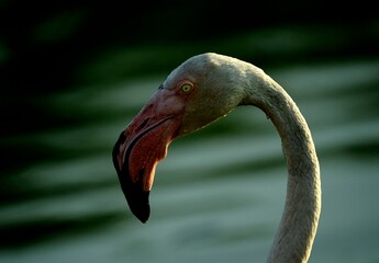 Fototapeta premium Greater flamingo (Phoenicopterus roseus) in natural wetland – elegant pink bird wading in shallow water