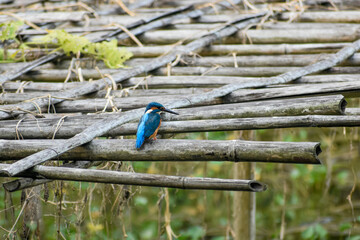 Vibrant common kingfisher resting on a weathered bamboo platform, set against a soft green, natural backdrop.