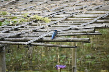 Vibrant common kingfisher resting on a weathered bamboo platform, set against a soft green, natural backdrop.