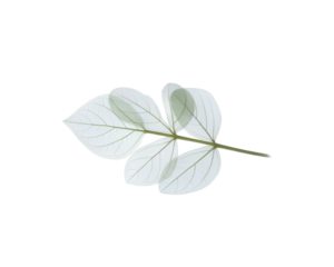 White leaf sprig isolated on white background minimal and elegant decorative element
